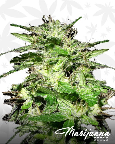 Tornado Weed min