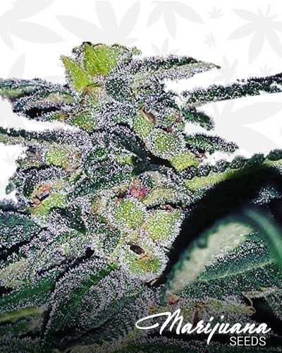 Trade Winds min