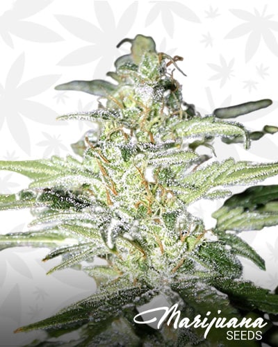 Trainwreck Kush Haze 1 min 1