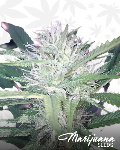 Tres Sister x Monster Cookies min