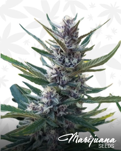 Triage CBD min
