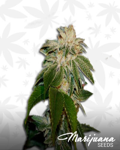 Triangular Diesel