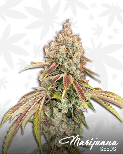 Triforce OG