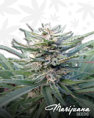 Trinity Kush