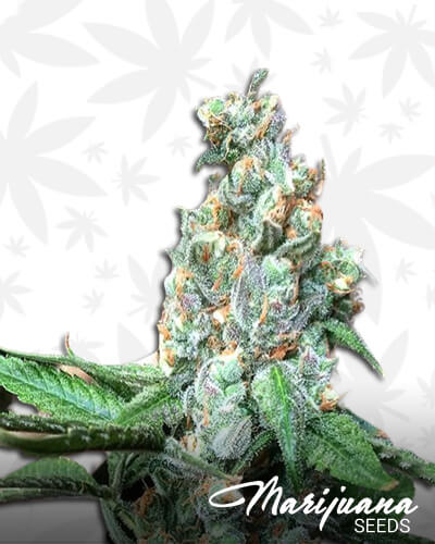 Triple Barrel OG