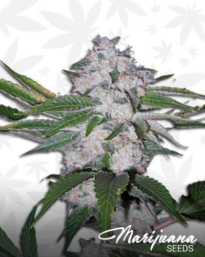 Triple Kush