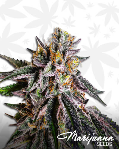 Triple OG