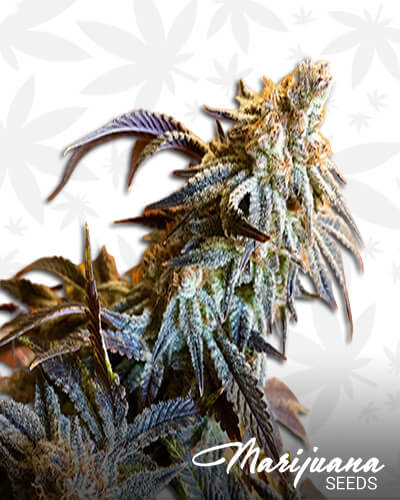 Triple Platinum Strain
