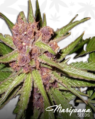 Triple Purple Doja