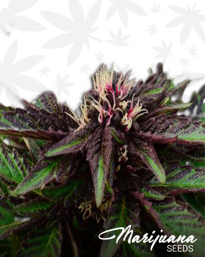 Triple Purple Rhino