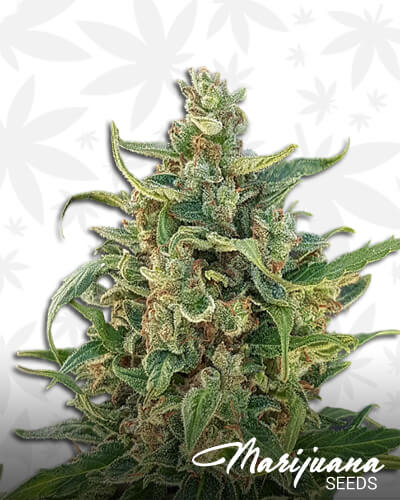 Triple XL Auto