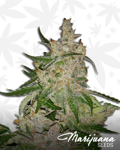 Tripoli Wicked 6 x Clementine