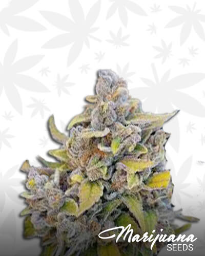 Tropic Truffle