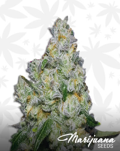 Tropical Cookies