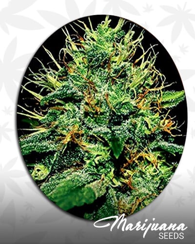 Tropical Dutch