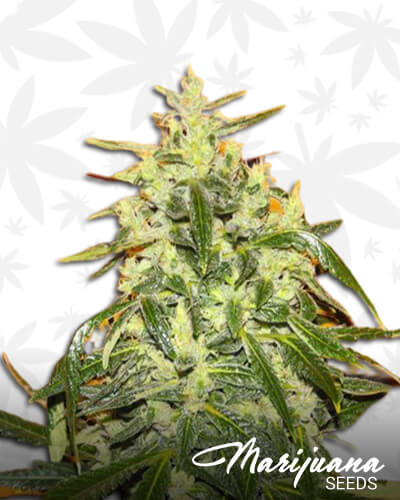 Tropical IceAka X Line Tropical Ice