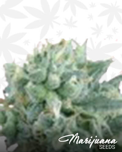 Tropical J