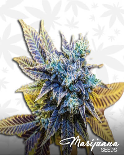 Tropicana Cookies Purple