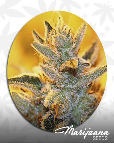 True Gangster Kush