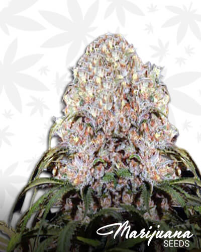True Skunk 1