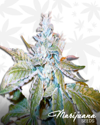 TruePower OG