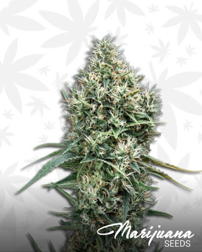 Truki Lemon OG