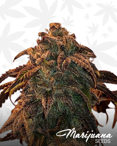 Trumps Breath Strain