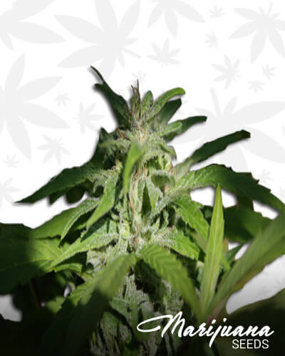 Tsi Fly x Hashplant 2