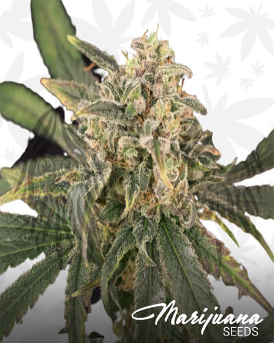 Tsunami Haze