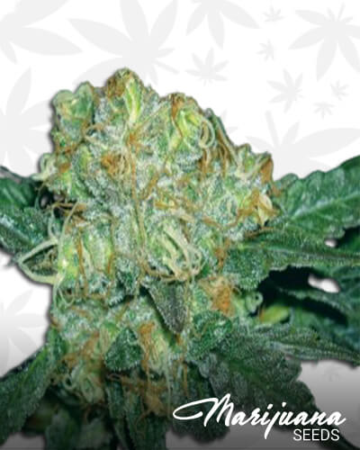 Tugy D Diesel