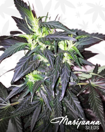 Turkish Landrace