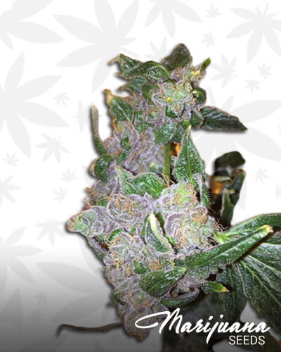Turpentine OG