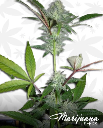 Twisted HashPlant OG Kush