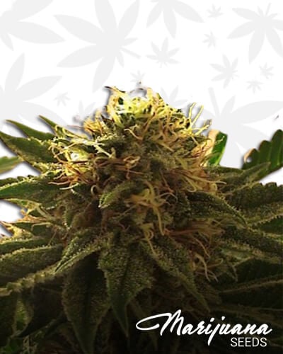 Twisted Purple OG KushAka TPOGK