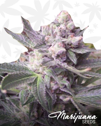 UK Cheese x Aloha WW min