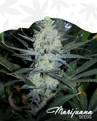 UK Psychosis min