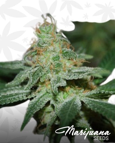 UP Kush min 3