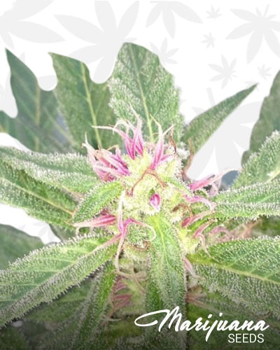 UPink Kush min 1