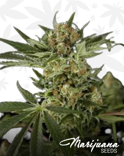 Uber Candy Haze min