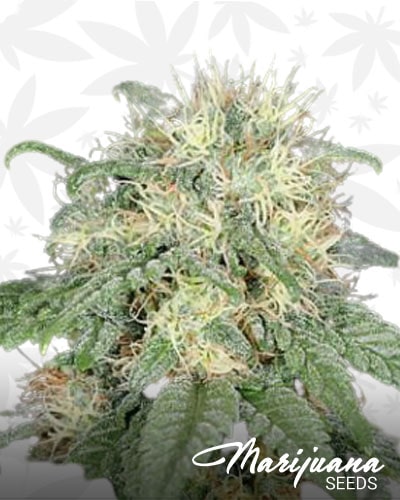Uberkush min 1