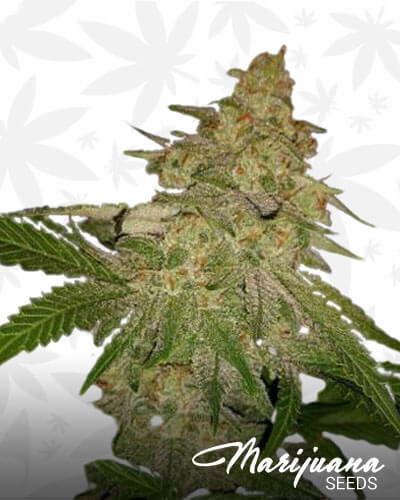 Ultimate Lemon Bubba 1