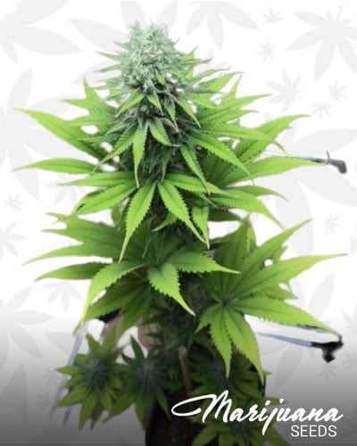 Ultra Chem SFV
