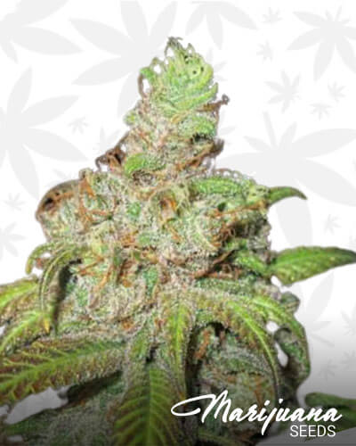 Ultra Grapefruit 1