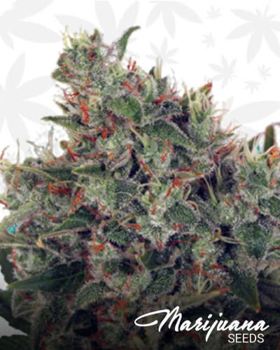 Ultra White Amnesia 2