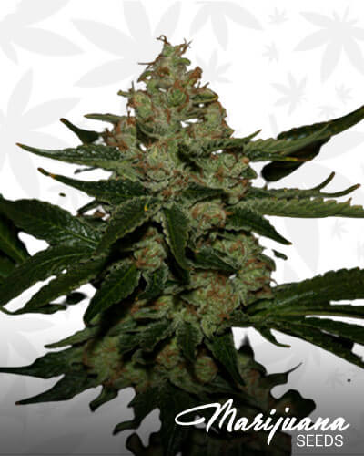 UnderDawg OG 1