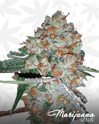 Underdog Urkle 1