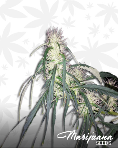 uptown haze strain