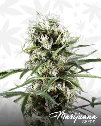 Uranus Lemon Haze 1