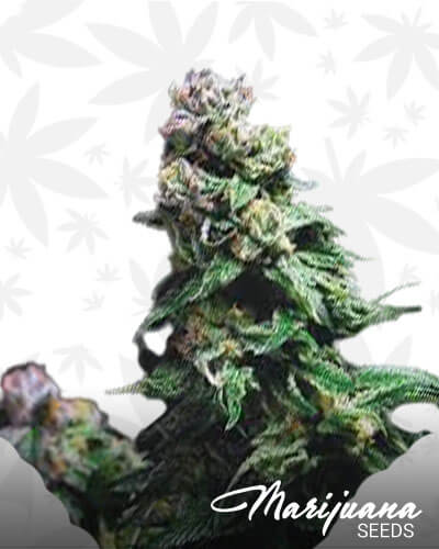 Urkle Berry II
