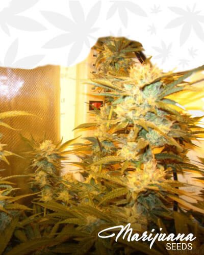 Urkle’s Royale with Cheese 1